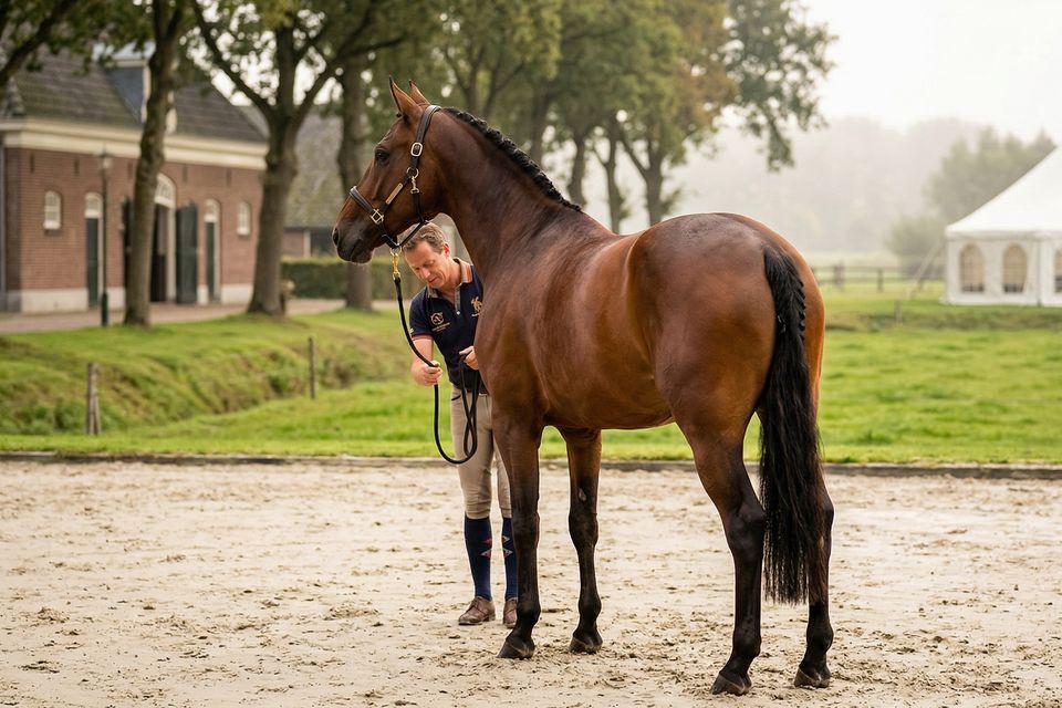 Understanding Warm-Blooded Horses: A Guide