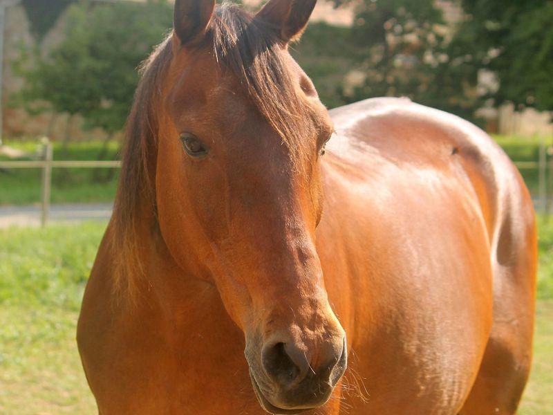 Furioso merrie te koop