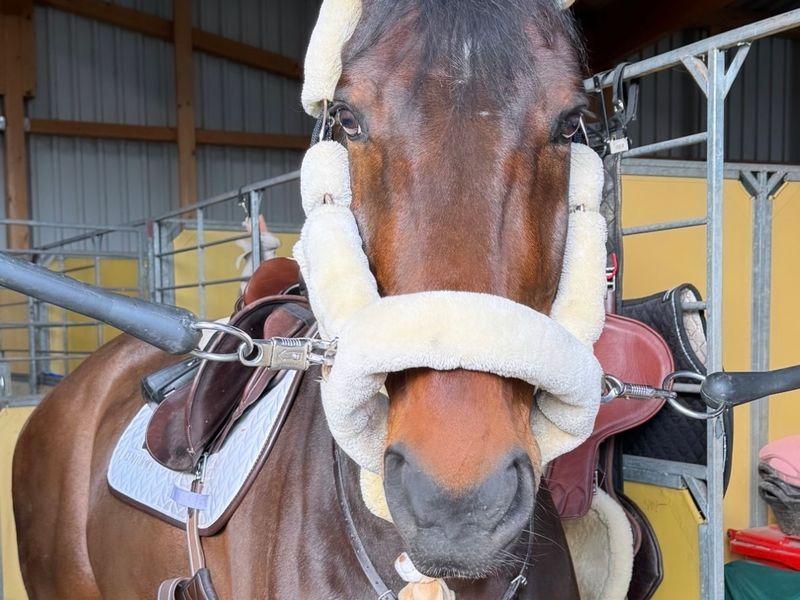 Daddys Money breaker