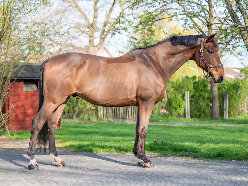 Locano vd Merelhoeve (COPITOL C x BALTHAZAR VD ROSHOEVE)