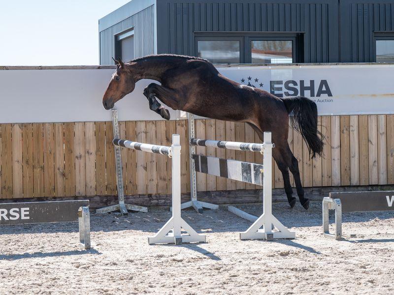 Coberlina Tivoli Z (CHAUDFONTAINE JL Z x TWISTER DE LA POMME)