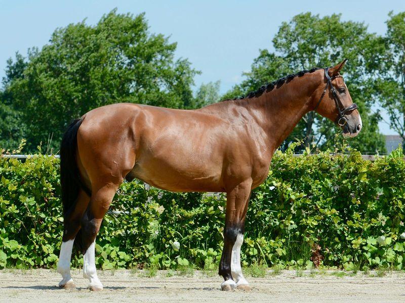 Cloud van de zietfort Z