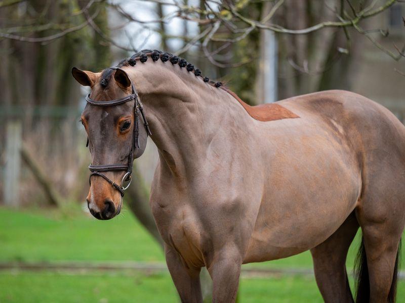 C'est la Vie (DEL'ARKO D'HENVET x CANCARA)